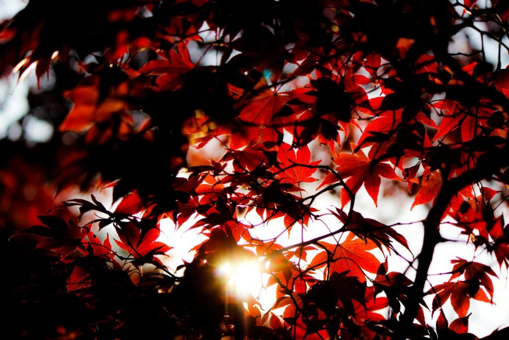 red flower photography during daytime